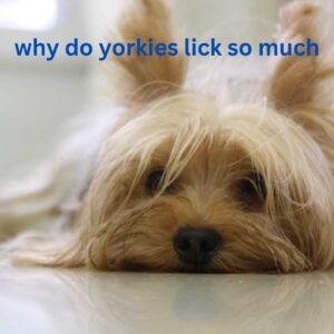 why-do-yorkies-lick-so-much