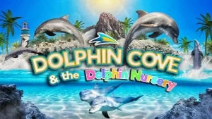 dolphin-cove-a-sanctuary-of-wonder-and-connection
